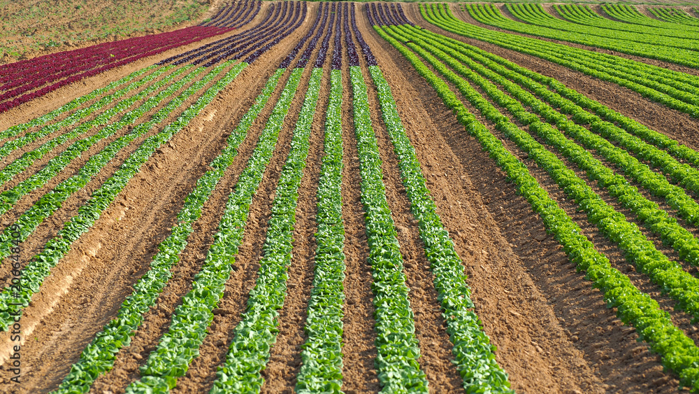 Rows of colorful rainbow of agricultural fields of crops (lettuce plants), including green, red, purple varieties Rows of colorful rainbow of agricultural fields of crops (lettuce plants), including green, red, purple varieties