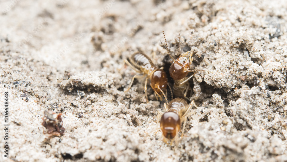 termite