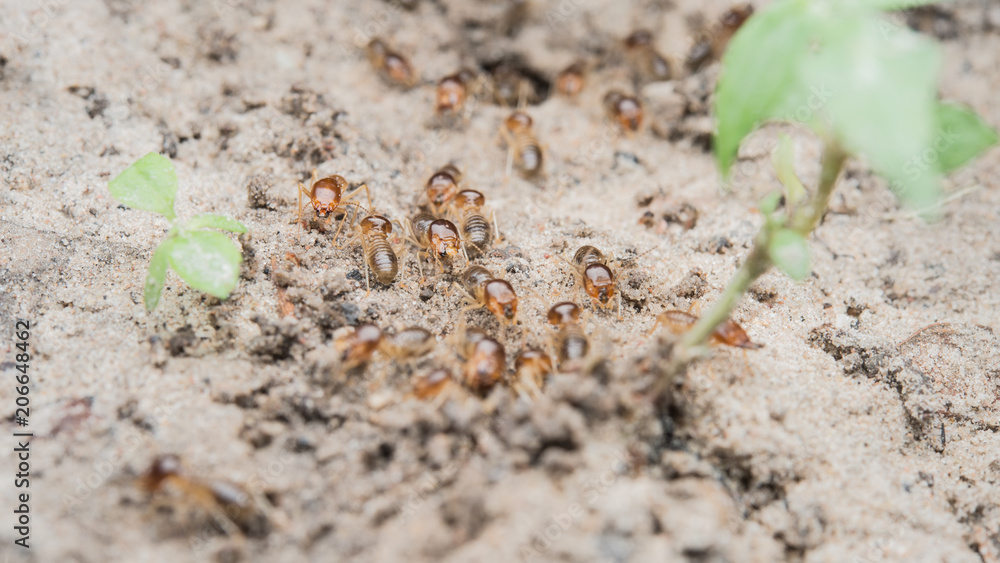 termite termite
