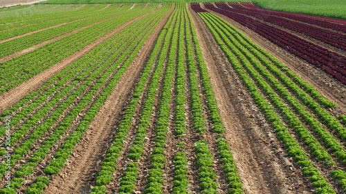 Rows of colorful rainbow of agricultural fields of crops  lettuce plants   including green  red  purple varieties