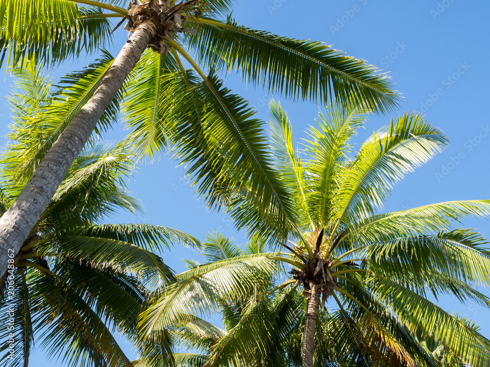 Fototapeta premium Beautiful Sunny Palm Trees Against Deep Blue Sky in Sunet Light