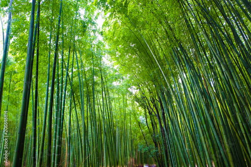 Green bamboo forest travel background at Arashiyama  Kyoto