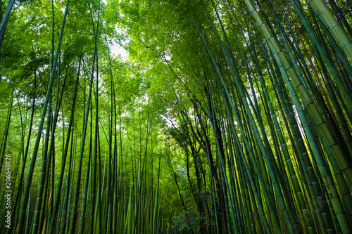 Green bamboo forest travel background at Arashiyama  Kyoto