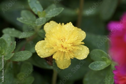 Yellow Gompherena Fireworks Flower.