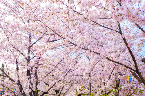 Japanese pink sakuraa blossom blooming flower on tree branch