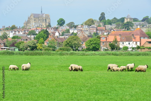 Sheep grazing in an English Meadow in summertime © paulbriden
