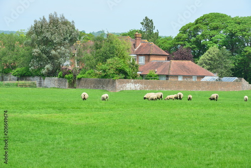Sheep grazing in an English Meadow in summertime