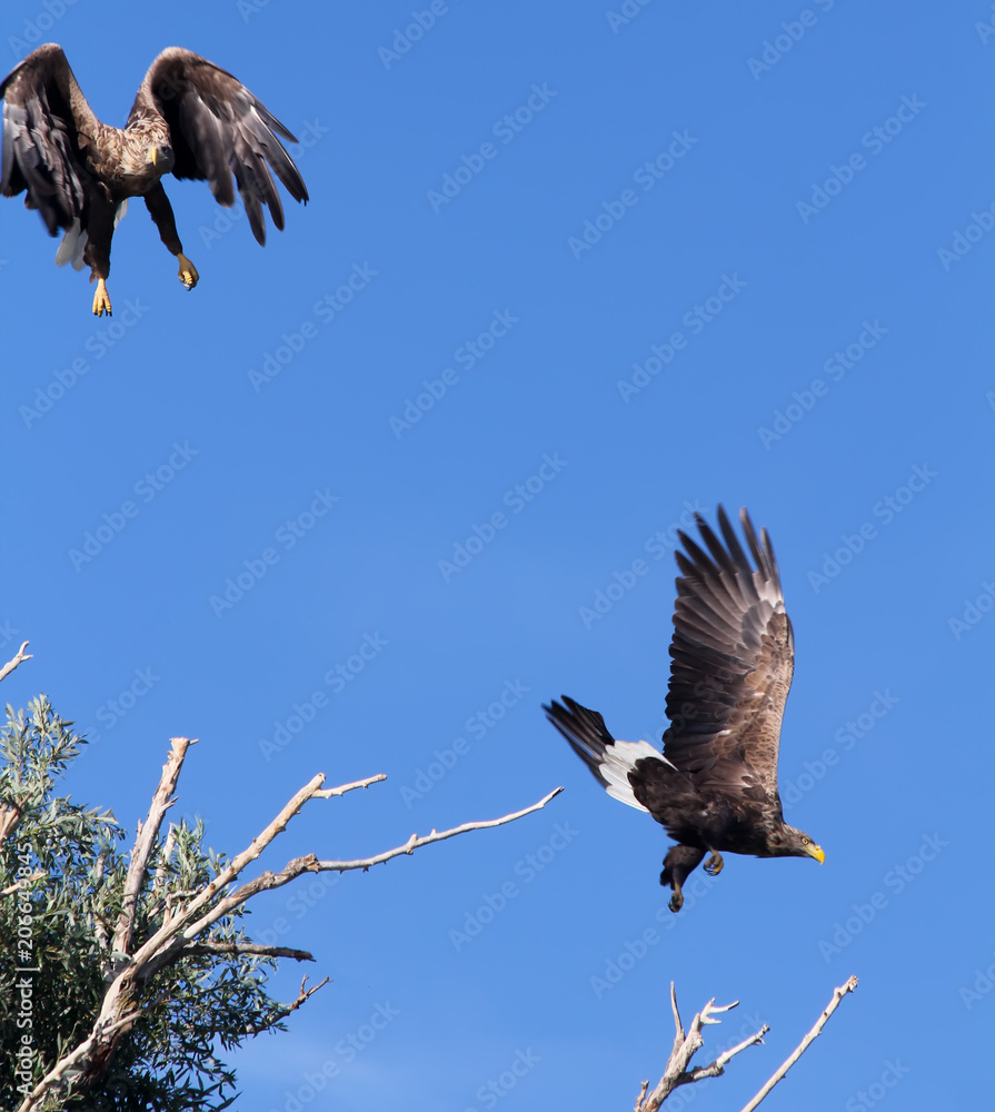 White-tailed eagle against the blue sky. Wild nature of Russia. Astrakhan Region. Russia White-tailed eagle against the blue sky. Wild nature of Russia. Astrakhan Region. Russia