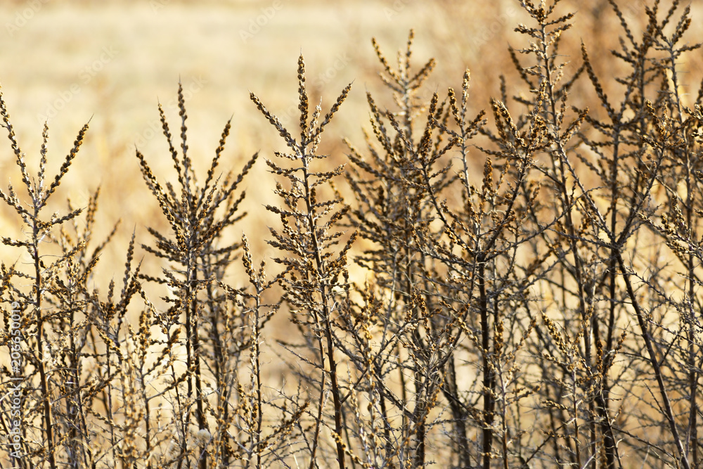 Fototapeta premium Natural environment background. Many tree branches. Blackberry bushes in late autumn.
