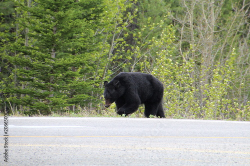 Bear Along The David Thompson Highway  Banff National Park  Alberta