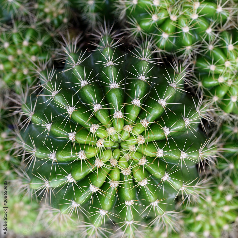 Background Pattern of Green Cactus Plant Background Pattern of Green Cactus Plant