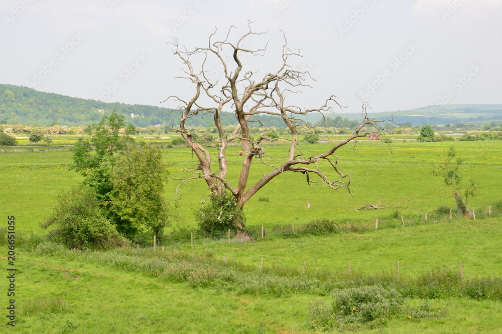 The countryside at Arundel, West Sussex in Summertime. The countryside at Arundel, West Sussex in Summertime.