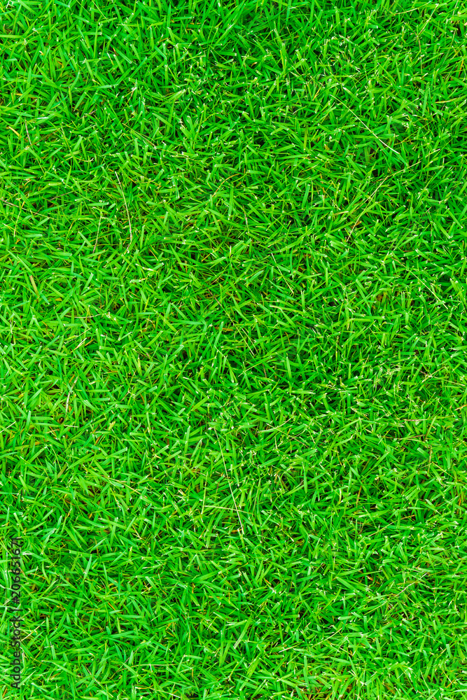 Green grass spring natural background real texture Green grass spring natural background real texture