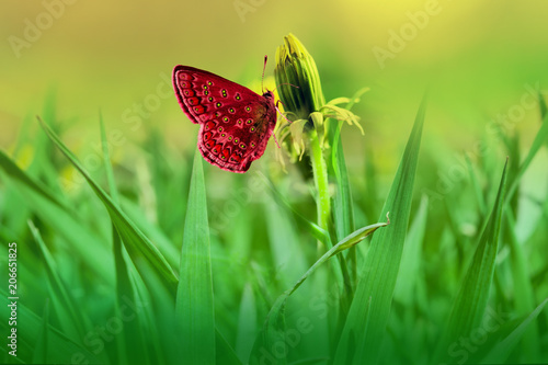 Fototapeta Naklejka Na Ścianę i Meble -  Yellow dandelion flower close-up on delicate green background, beautiful image
