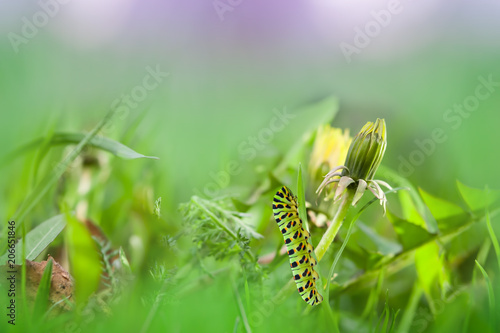 Fototapeta Naklejka Na Ścianę i Meble -  Yellow dandelion flower close-up on delicate green background, beautiful image
