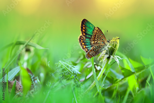 Fototapeta Naklejka Na Ścianę i Meble -  Yellow dandelion flower close-up on delicate green background, beautiful image
