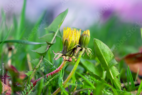 Fototapeta Naklejka Na Ścianę i Meble -  Yellow dandelion flower close-up on delicate green background, beautiful image
