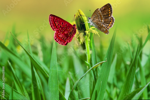 Fototapeta Naklejka Na Ścianę i Meble -  Yellow dandelion flower close-up on delicate green background, beautiful image
