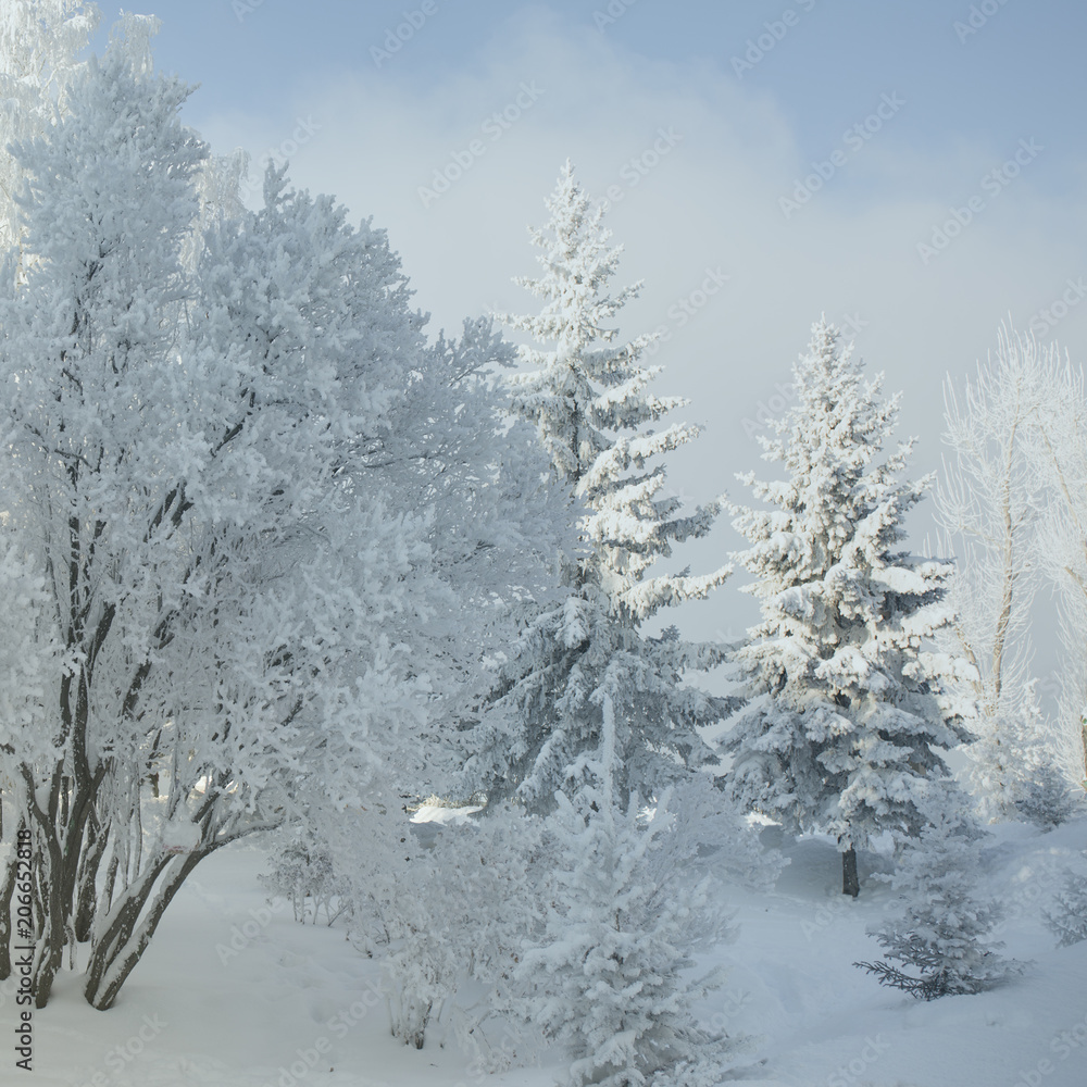 Winter forest with trees covered snow. White frost park landscape. Winter forest with trees covered snow. White frost park landscape.