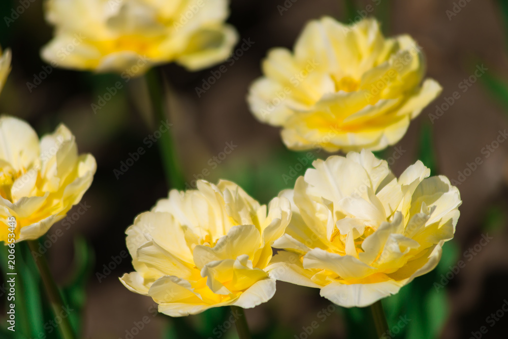 Yellow tulips on a Sunny summer day. The texture of the flowers. Yellow tulips on a Sunny summer day. The texture of the flowers.