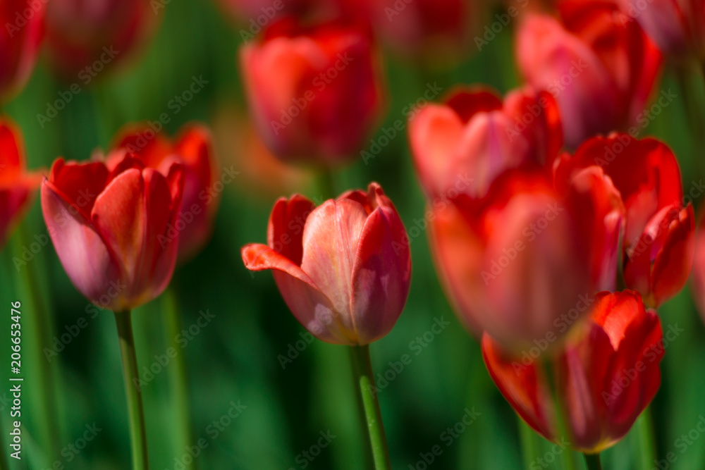 Red tulips on a Sunny summer day. The texture of the flowers. Red tulips on a Sunny summer day. The texture of the flowers.