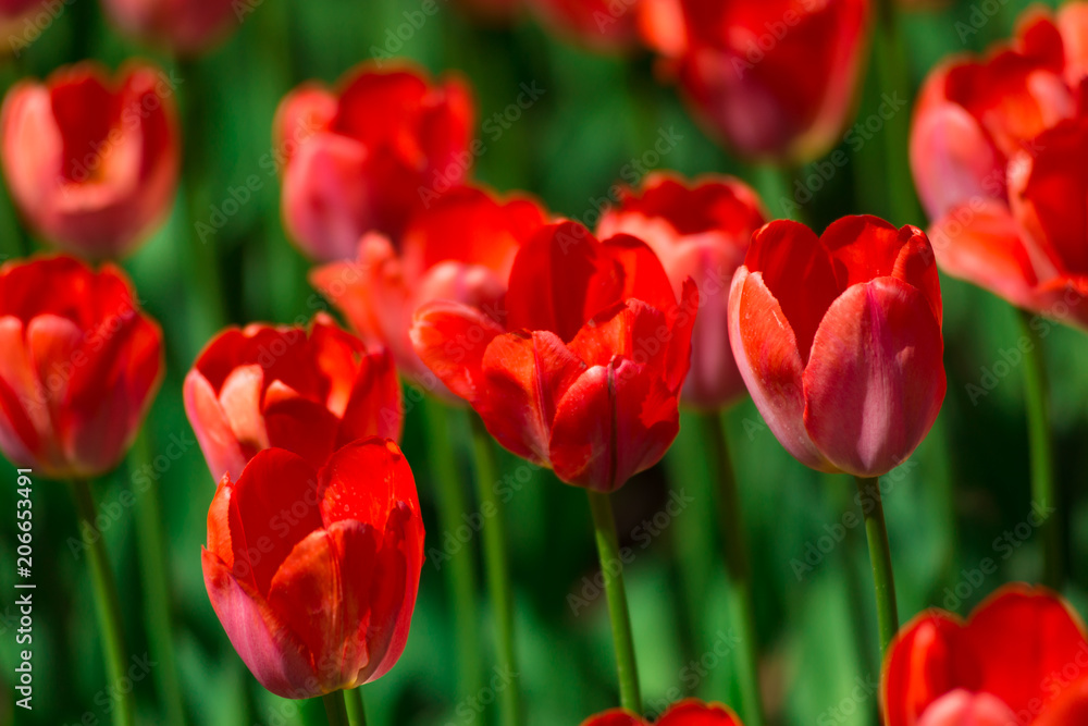 Red tulips on a Sunny summer day. The texture of the flowers.