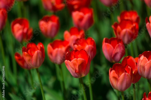 Red tulips on a Sunny summer day. The texture of the flowers. © pushann