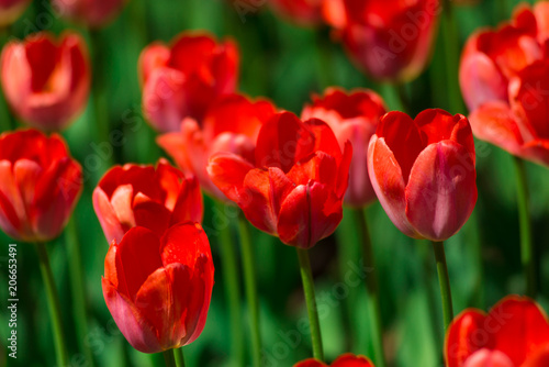 Red tulips on a Sunny summer day. The texture of the flowers. © pushann