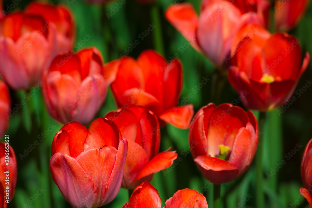 Red tulips on a large summer day . The texture of the flowers. Red tulips on a large summer day . The texture of the flowers.