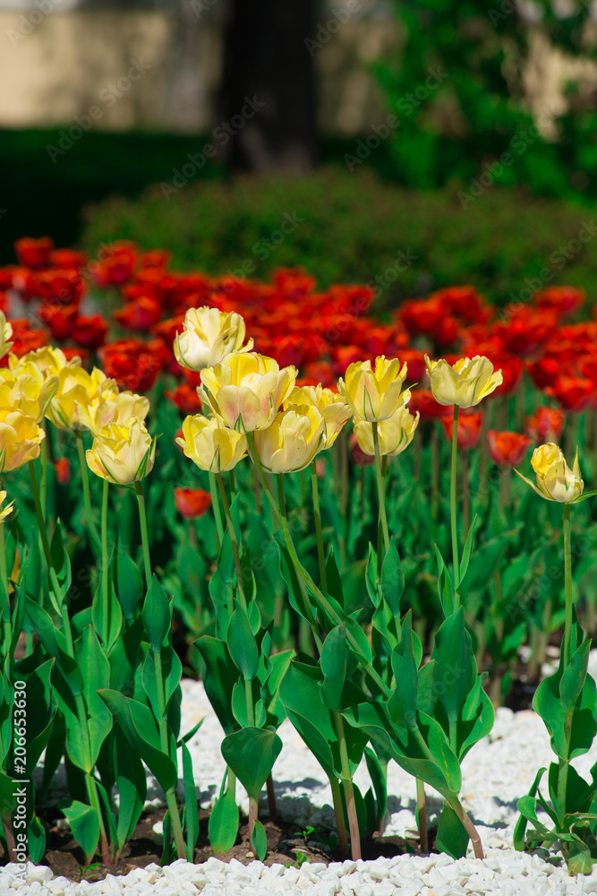 Tulips yellow and red grow in the garden on a summer day. The texture of the flowers.