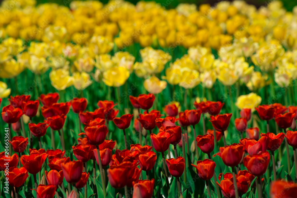 Red tulips grow on the background of yellow tulips on a Sunny day. The texture of the flowers.