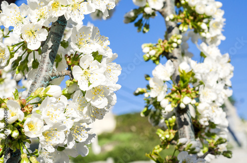 Flowers of the cherry blossoms on a spring day