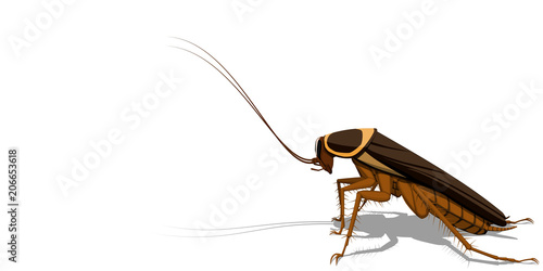 Isolated cockroach on transparent background