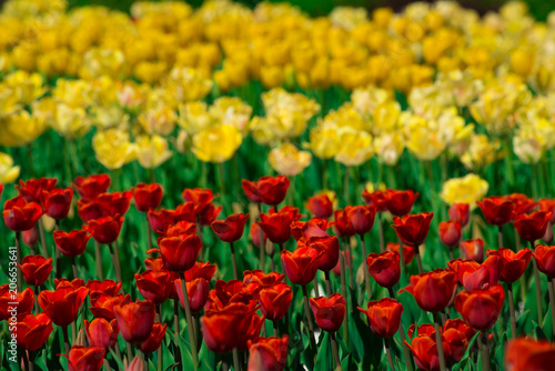 Red tulips grow on the background of yellow tulips on a Sunny day. The texture of the flowers.