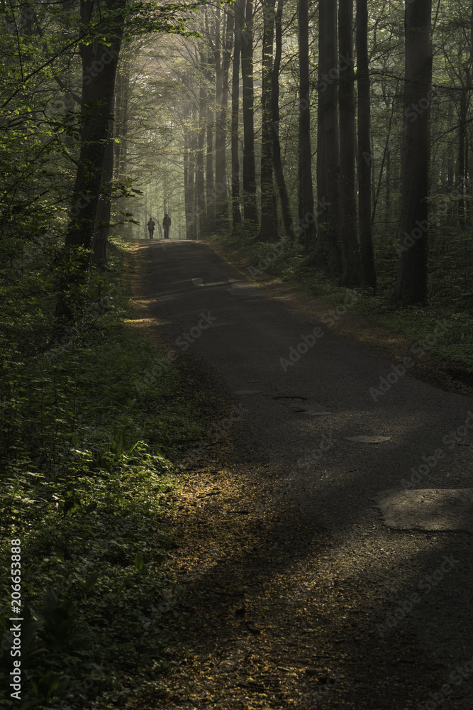 Obraz premium Forest path