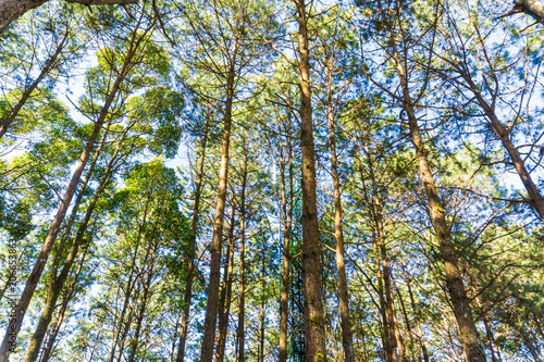 Landscape pine tree forest sunny day blue sky