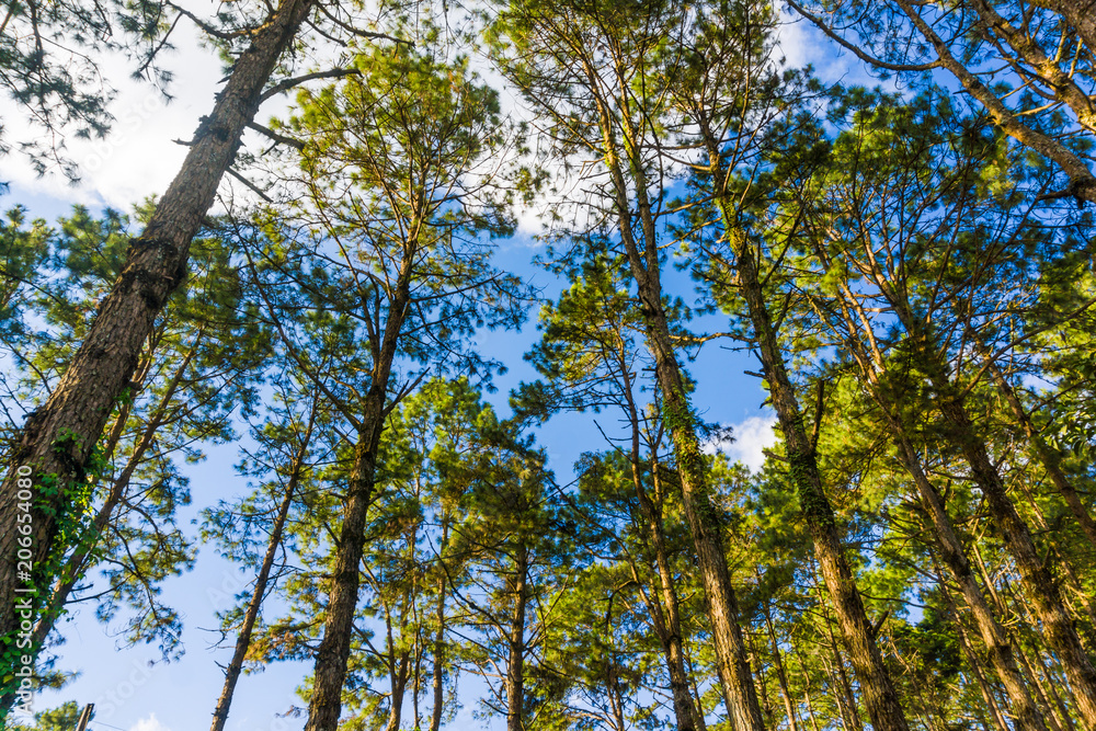 Fototapeta premium Landscape pine tree forest sunny day blue sky