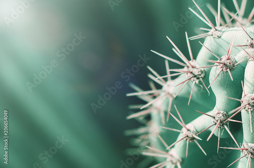 Green background with Carnegiea cactus. Desert plant with thorns. photo