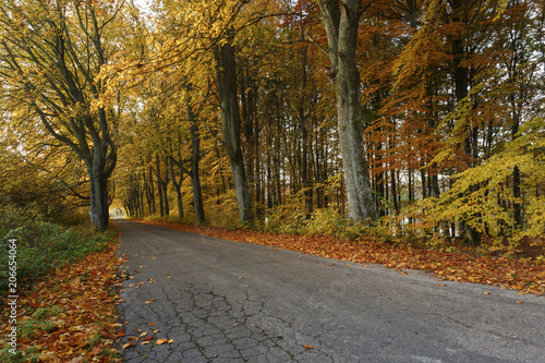 Colorful Autumn alley / Autumnal countryside road scenery in north Poland, pomerania province