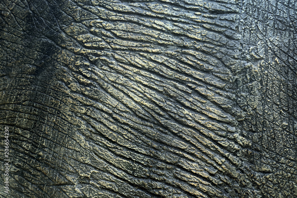 Dinosaur Skin Texture. Stock Photo Adobe Stock