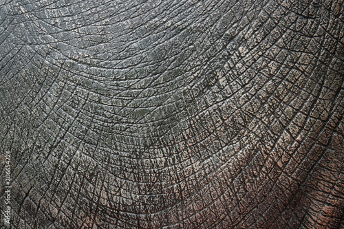 Dinosaur Skin Texture