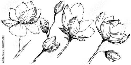 Magnolia in a vector style isolated. Full name of the plant: magnolia, gynopodium, sweetbay. Vector olive tree for background, texture, wrapper pattern, frame or border. photo