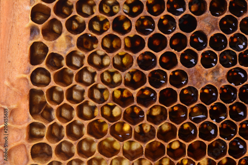 Bee honeycombs texture