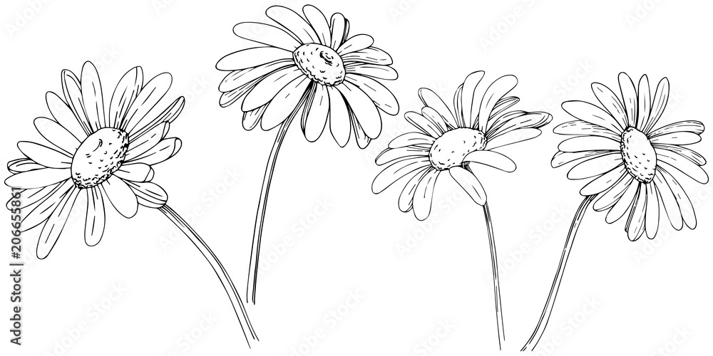 Daisy in a vector style isolated. Full name of the plant: daisy ...