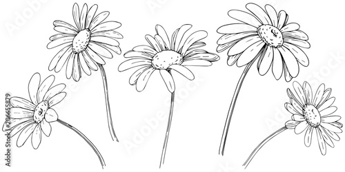 Daisy in a vector style isolated. Full name of the plant: daisy, chamomile. Vector olive tree for background, texture, wrapper pattern, frame or border.