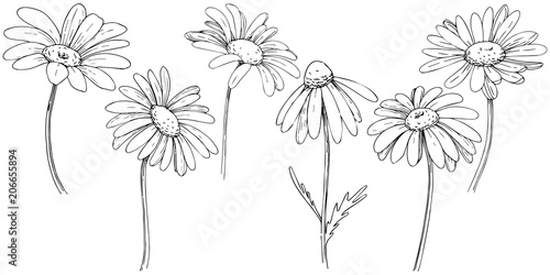 Daisy in a vector style isolated. Full name of the plant: daisy, chamomile. Vector olive tree for background, texture, wrapper pattern, frame or border.