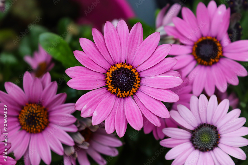 purple gerbera flowers taken from a straight view from above purple gerbera flowers taken from a straight view from above