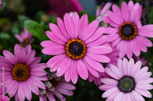 purple gerbera flowers taken from a straight view from above