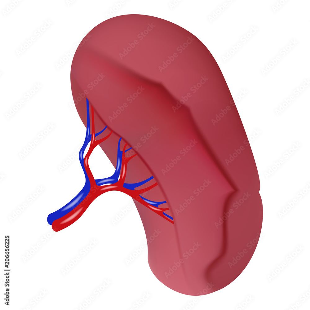 Spleen icon. Realistic illustration of spleen vector icon for web ...