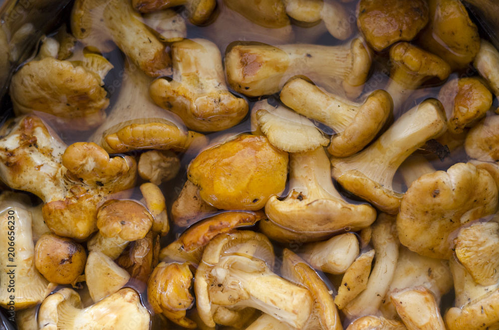 Making homemade mushroom soup Making homemade mushroom soup